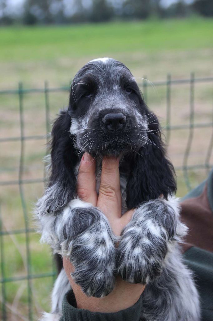 Du domaine des clayeux - Chiot disponible  - Cocker Spaniel Anglais