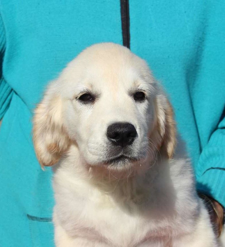 Du domaine des clayeux - Chiot disponible  - Golden Retriever