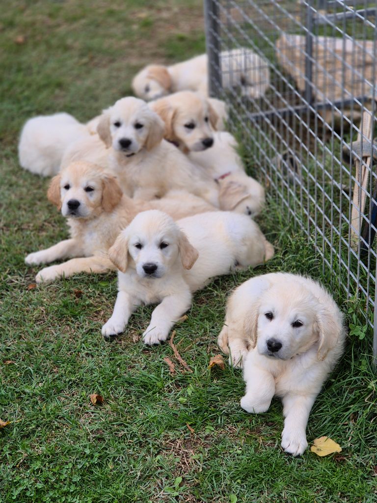 chiot Golden Retriever Du domaine des clayeux