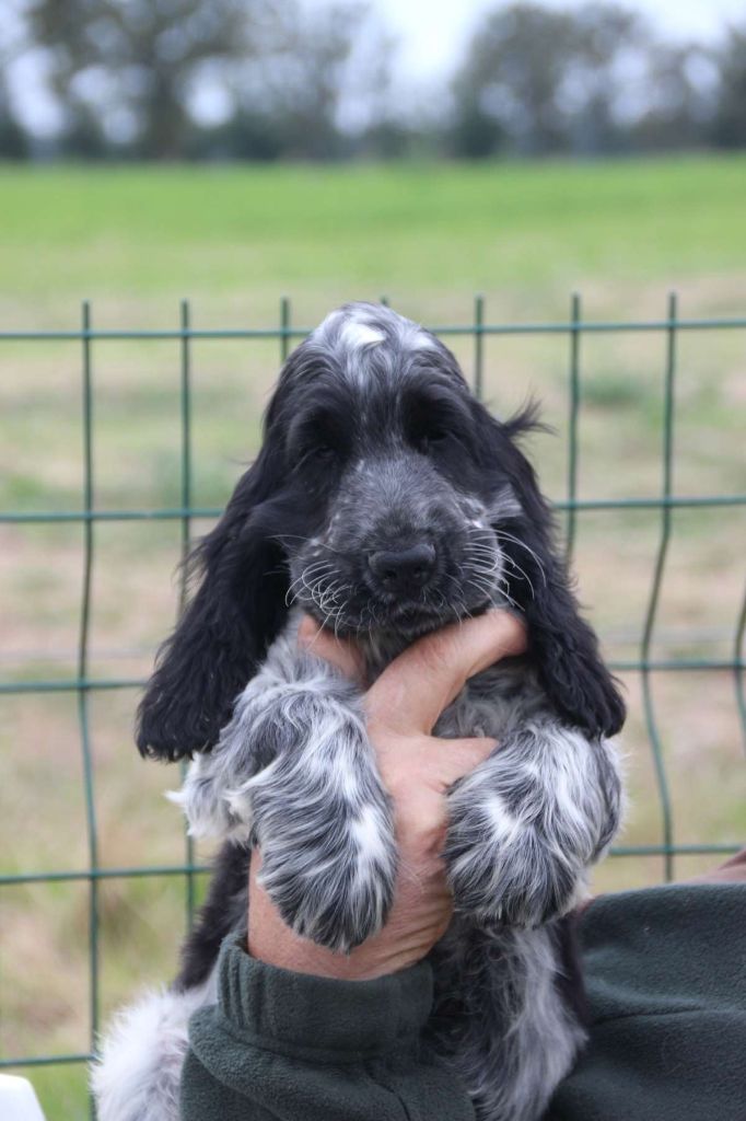 Du domaine des clayeux - Chiot disponible  - Cocker Spaniel Anglais