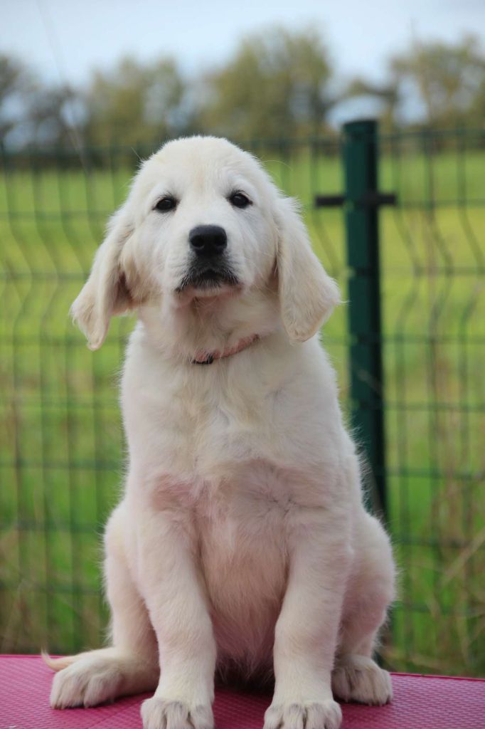 Du domaine des clayeux - Chiot disponible  - Golden Retriever