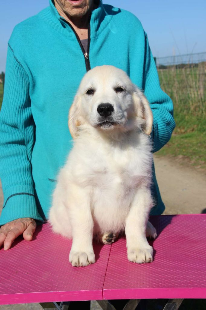 Du domaine des clayeux - Chiot disponible  - Golden Retriever