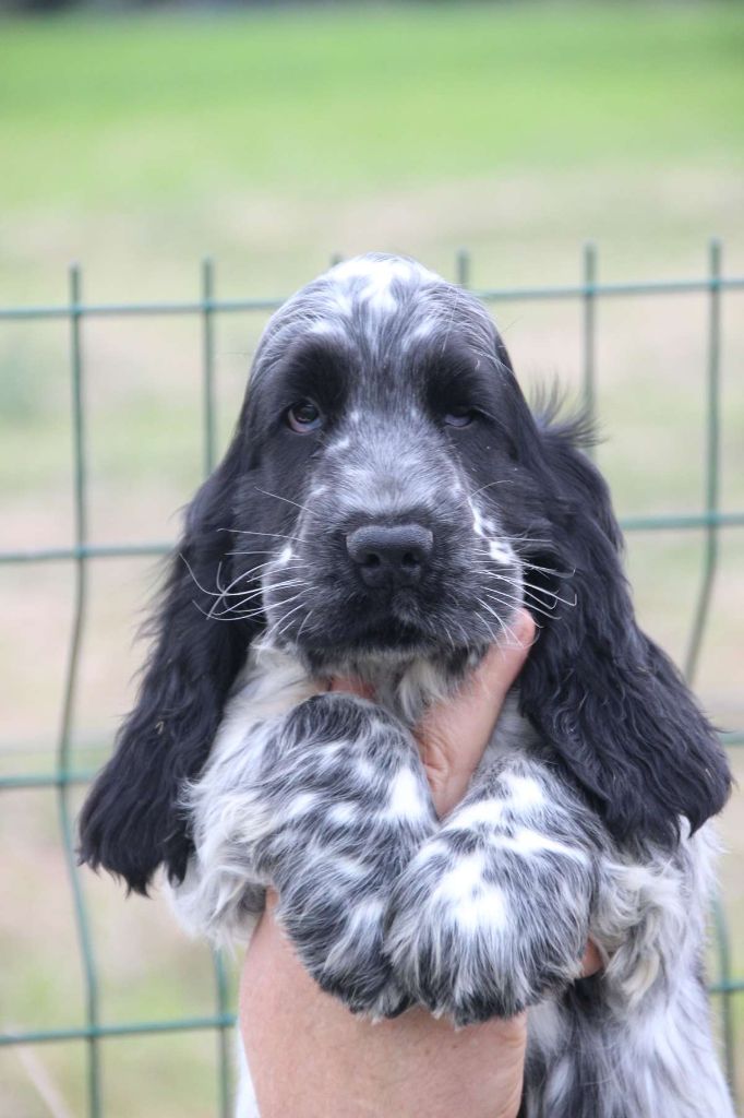 Du domaine des clayeux - Chiot disponible  - Cocker Spaniel Anglais