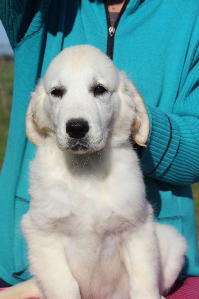 Du domaine des clayeux - Chiot disponible  - Golden Retriever