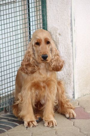 Mademoiselle Du domaine des clayeux