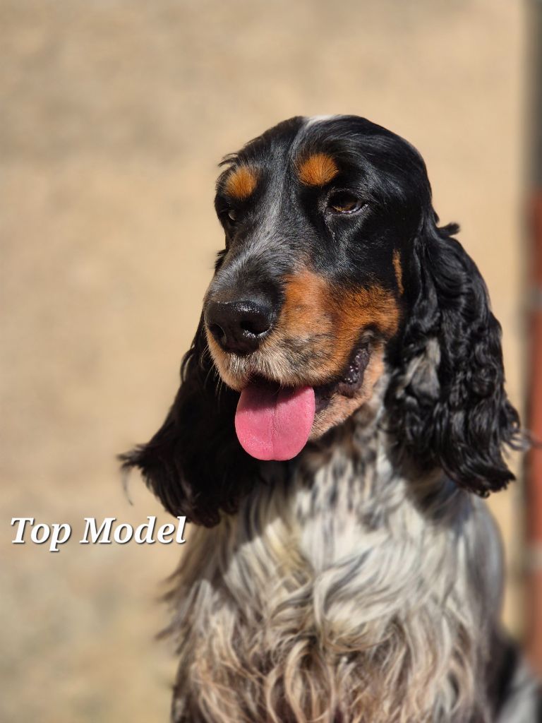 Top modele Du domaine des clayeux