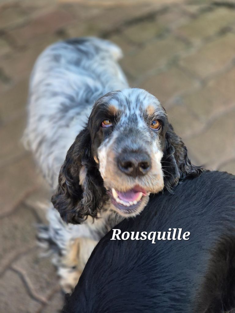Rousquille Du domaine des clayeux