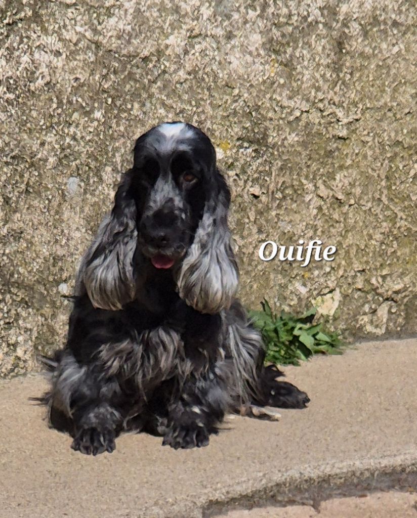 Orgueilleuse Du domaine des clayeux