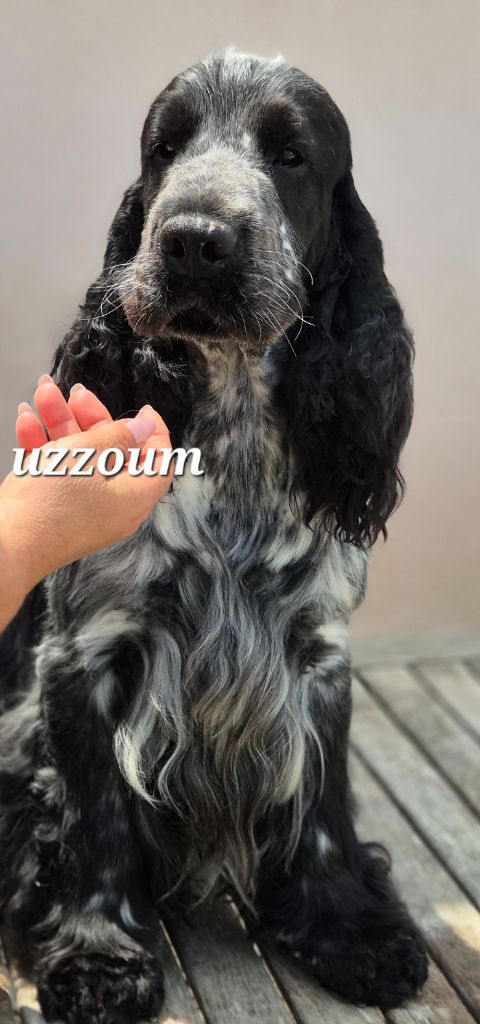 Uzzoum de Vaccarès