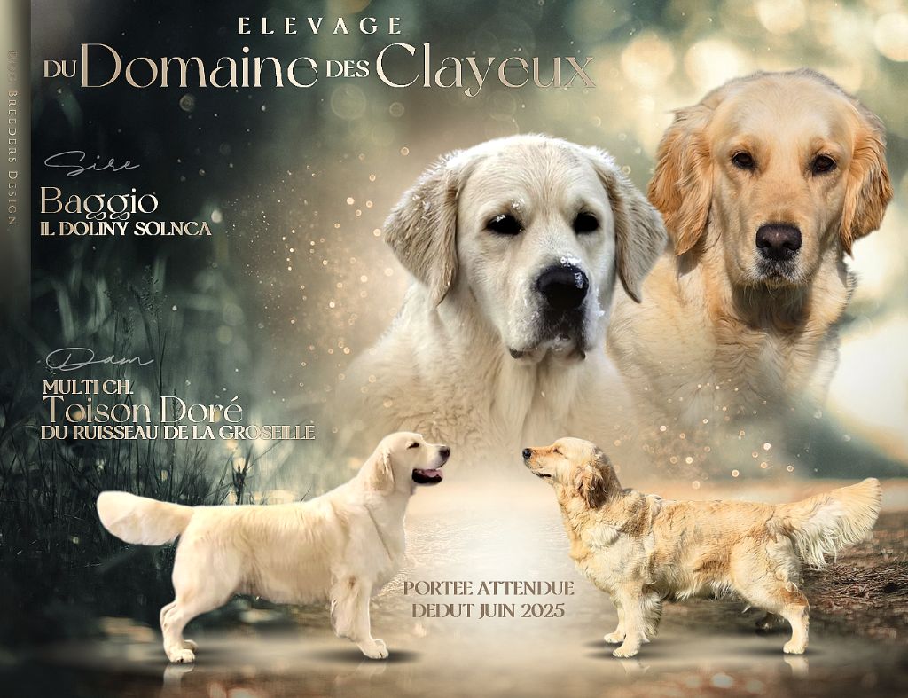 Du domaine des clayeux - Bientôt des bébés golden retriever....