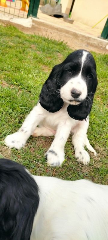Du domaine des clayeux - Chiots disponibles - Cocker Spaniel Anglais