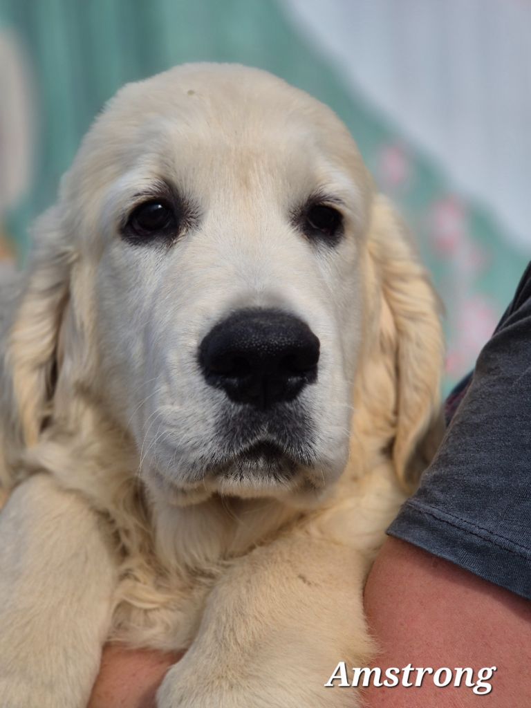 Du domaine des clayeux - Chiots disponibles - Golden Retriever