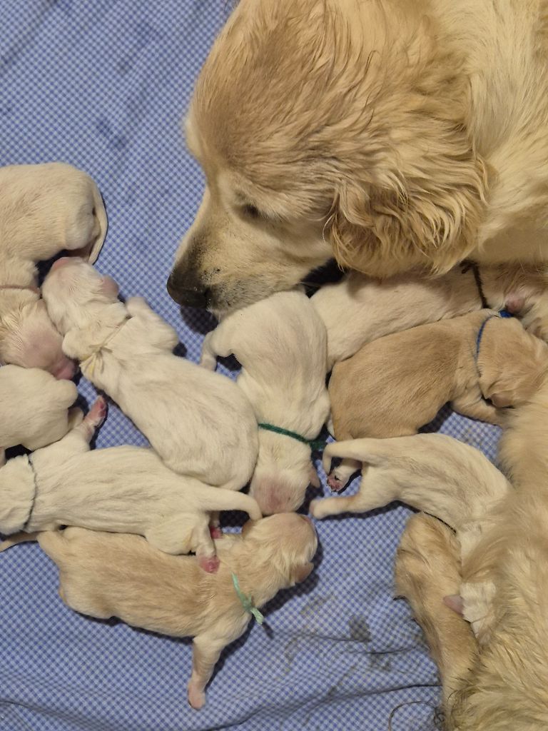 Chiot Golden Retriever Du domaine des clayeux