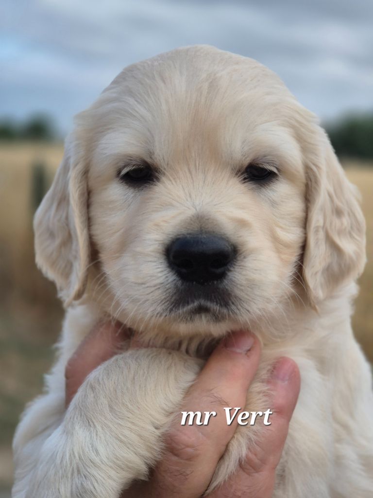 Du domaine des clayeux - Chiots disponibles - Golden Retriever