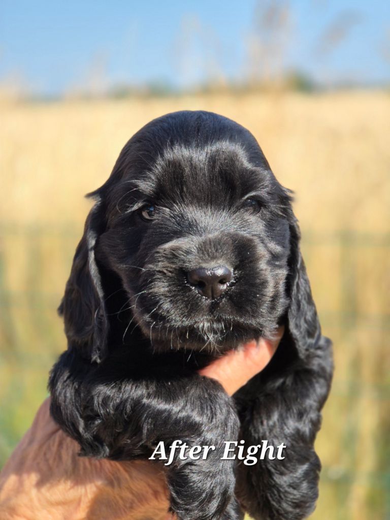 Du domaine des clayeux - Chiots disponibles - Cocker Spaniel Anglais