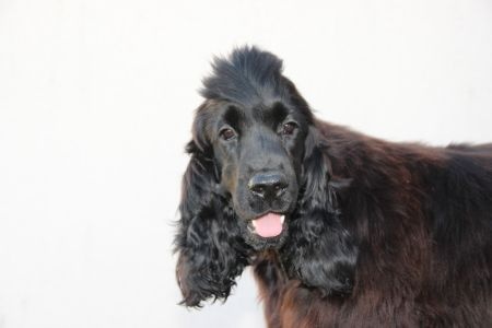Chiot Cocker Spaniel Anglais Du domaine des clayeux