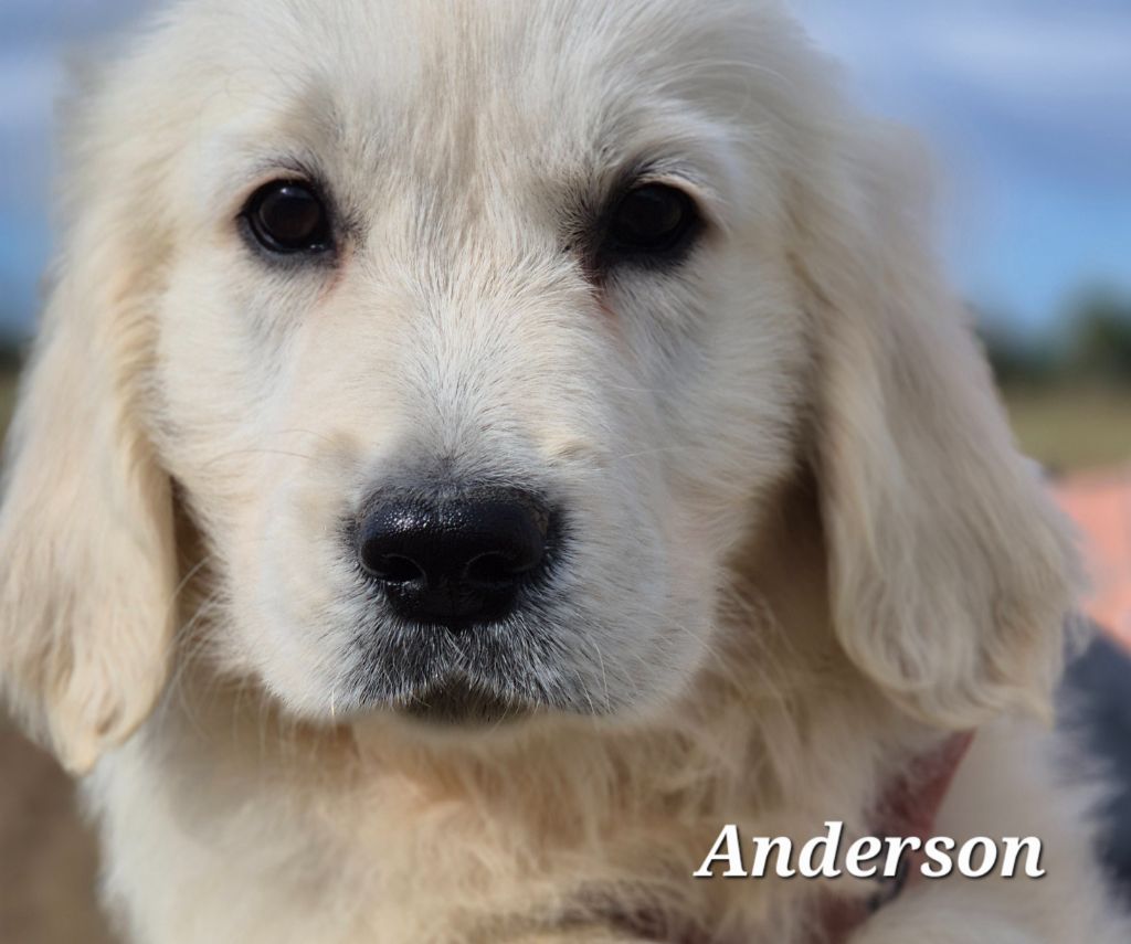 Du domaine des clayeux - Chiots disponibles - Golden Retriever