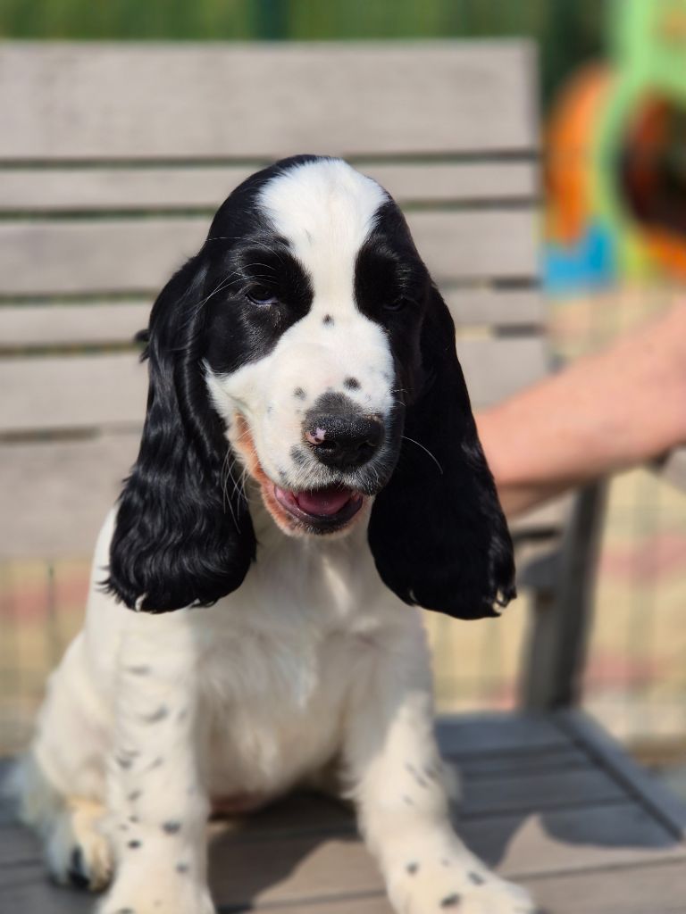 Du domaine des clayeux - Chiots disponibles - Cocker Spaniel Anglais