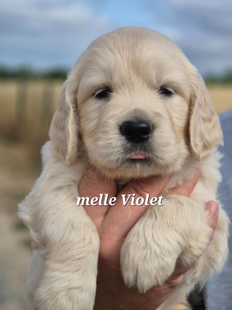 Du domaine des clayeux - Chiots disponibles - Golden Retriever