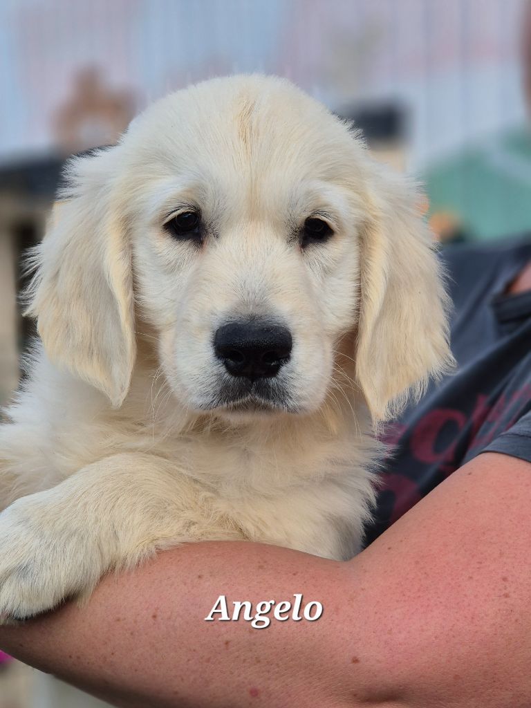 Du domaine des clayeux - Chiots disponibles - Golden Retriever
