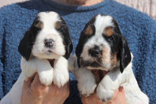 Chiot Cocker Spaniel Anglais Du domaine des clayeux