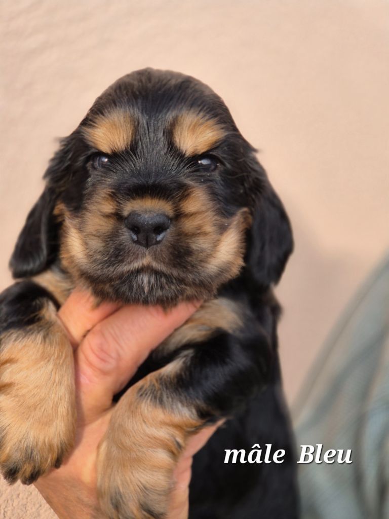 Du domaine des clayeux - Chiots disponibles - Cocker Spaniel Anglais