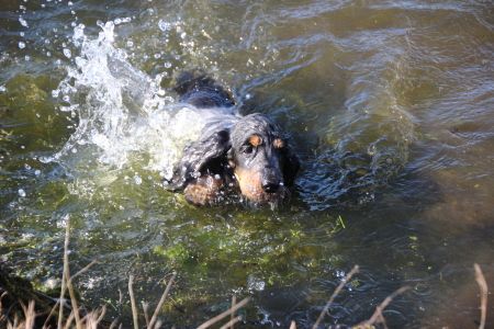 Chiot Cocker Spaniel Anglais Du domaine des clayeux