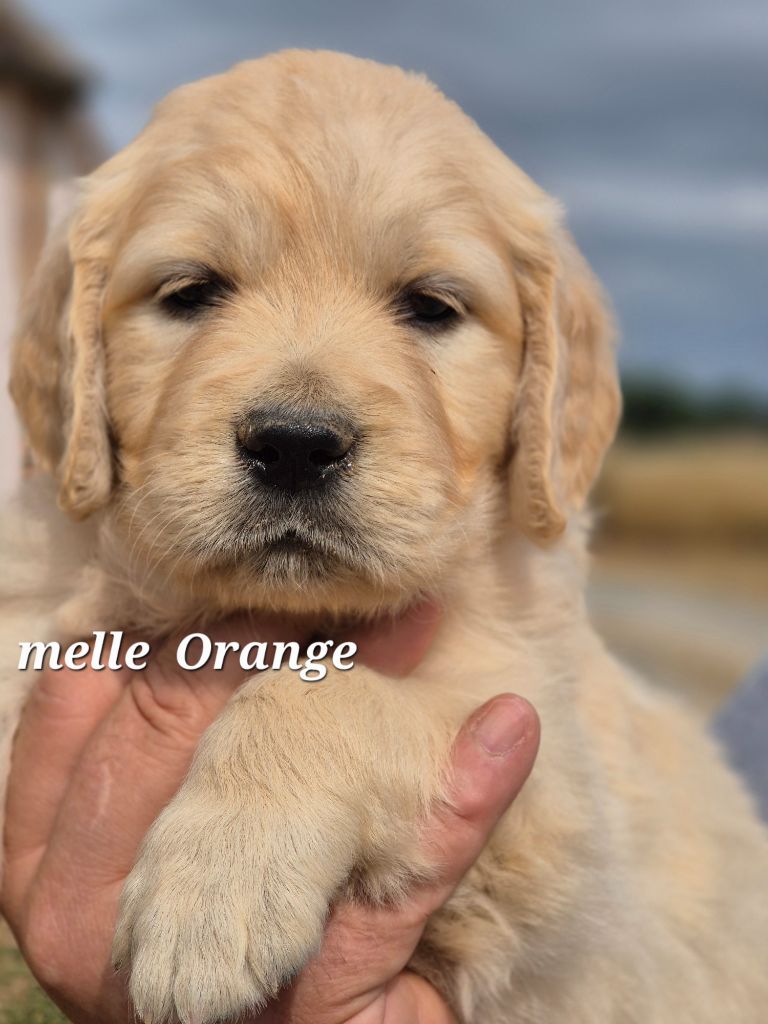 Du domaine des clayeux - Chiots disponibles - Golden Retriever