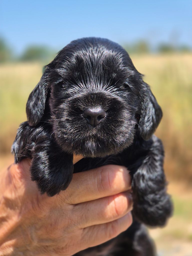 Du domaine des clayeux - Chiots disponibles - Cocker Spaniel Anglais