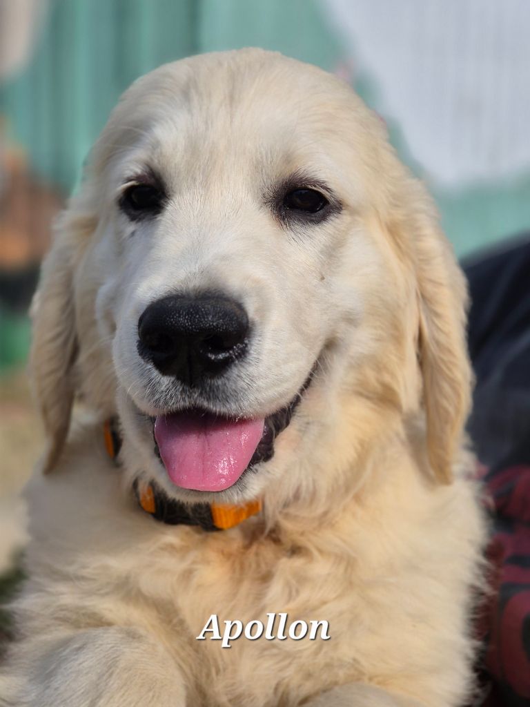Du domaine des clayeux - Chiots disponibles - Golden Retriever