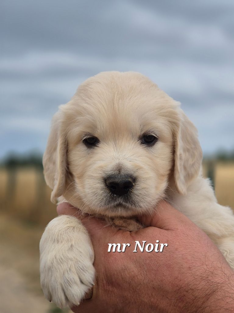 Du domaine des clayeux - Chiots disponibles - Golden Retriever