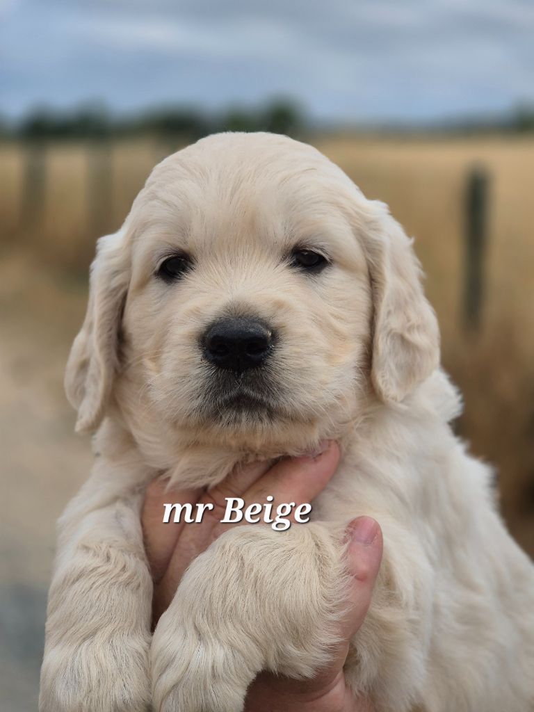 Du domaine des clayeux - Chiots disponibles - Golden Retriever