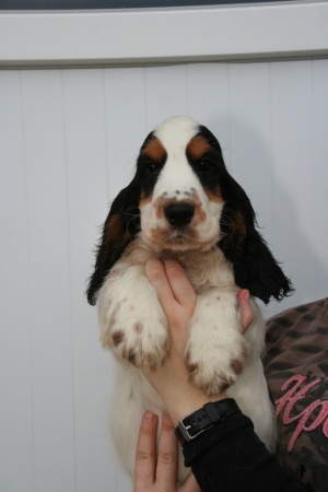 Chiot Cocker Spaniel Anglais Du domaine des clayeux