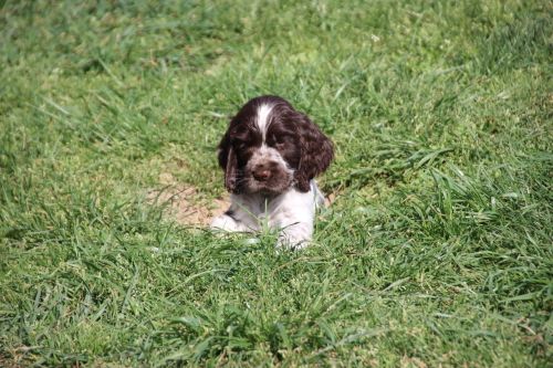 Chiot Cocker Spaniel Anglais Du domaine des clayeux