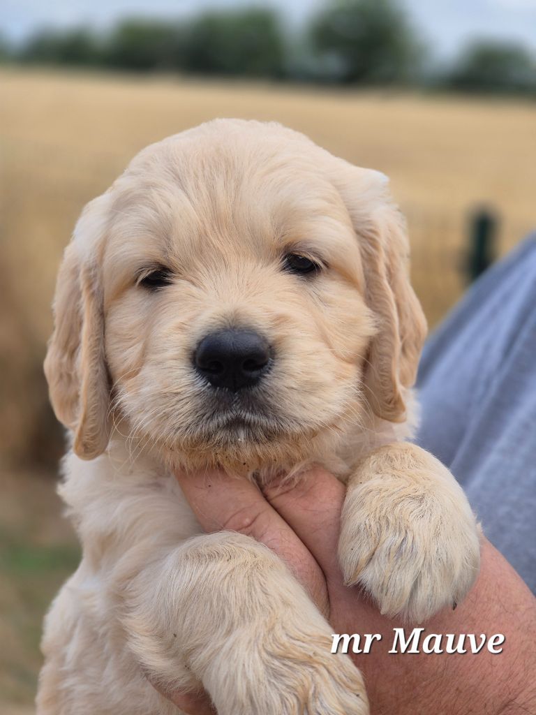 Du domaine des clayeux - Chiots disponibles - Golden Retriever