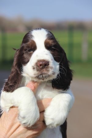 Chiot Cocker Spaniel Anglais Du domaine des clayeux
