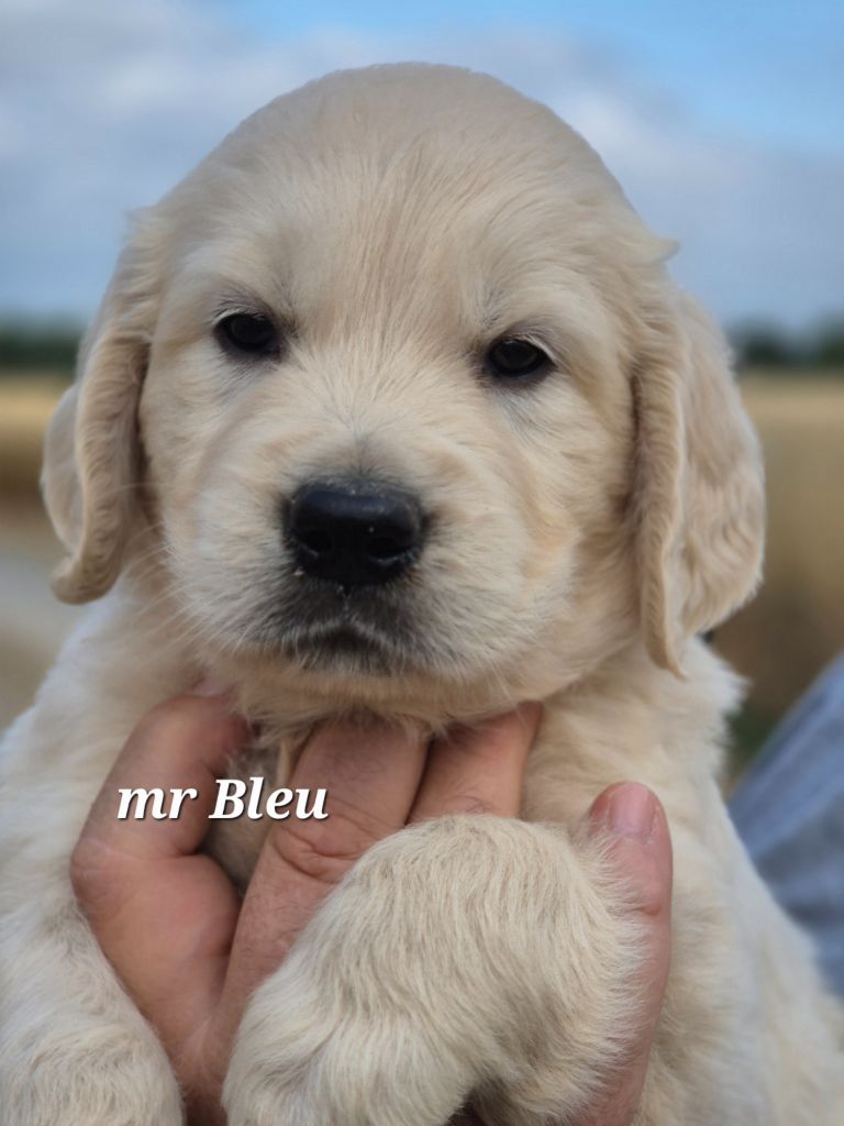 Du domaine des clayeux - Chiots disponibles - Golden Retriever