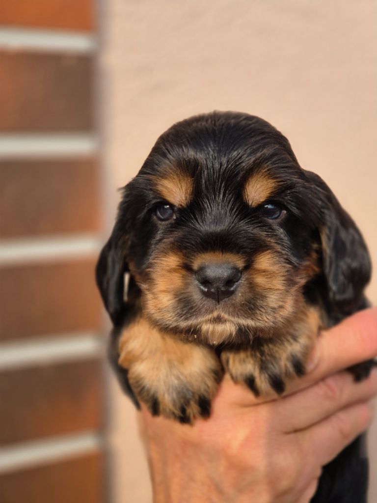 Du domaine des clayeux - Chiots disponibles - Cocker Spaniel Anglais