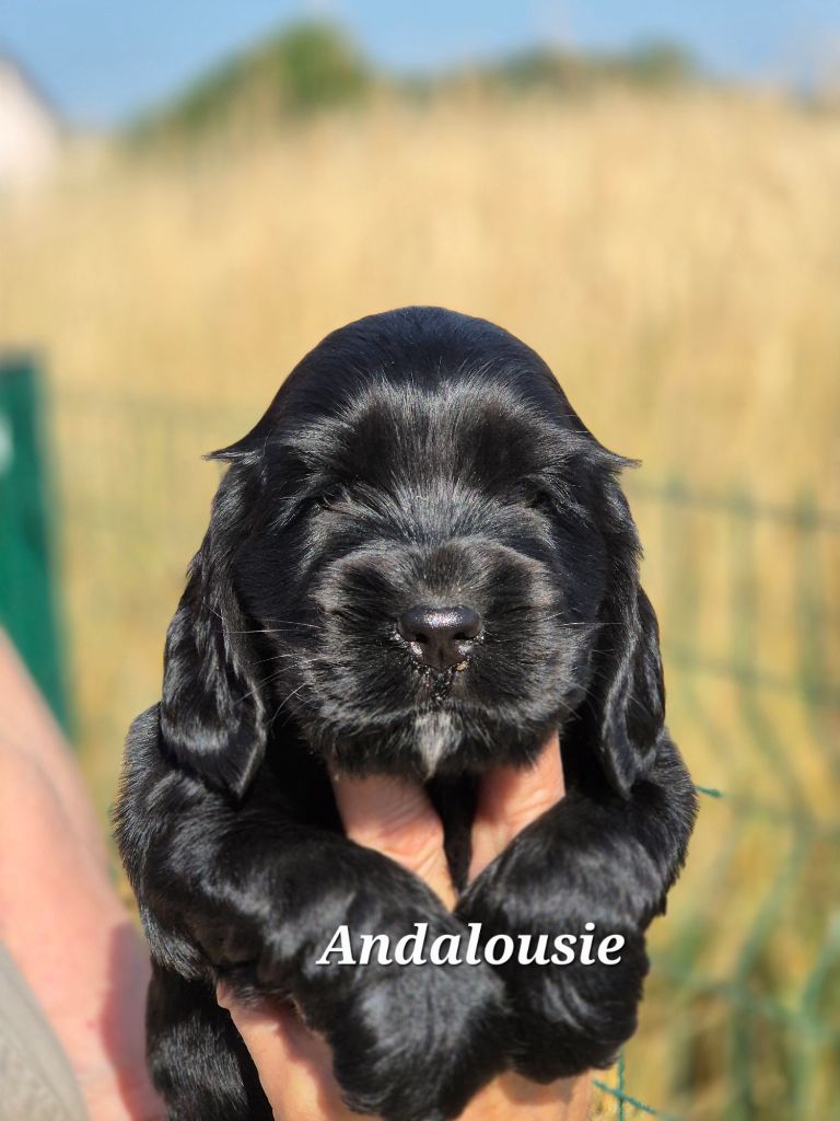 Du domaine des clayeux - Chiots disponibles - Cocker Spaniel Anglais
