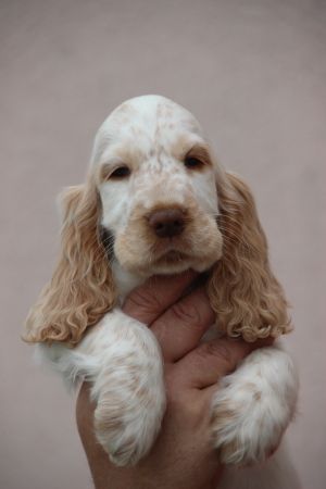 Chiot Cocker Spaniel Anglais Du domaine des clayeux