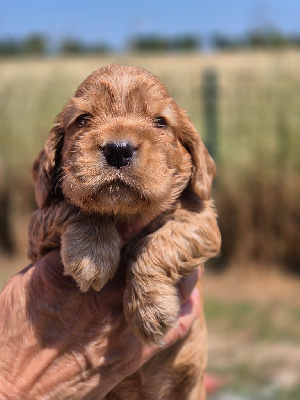CHIOT 4