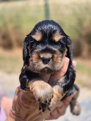CHIOT 5
