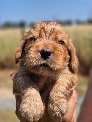 CHIOT 1