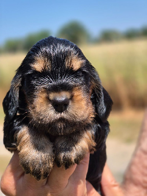 CHIOT 2