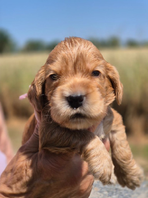 CHIOT 7