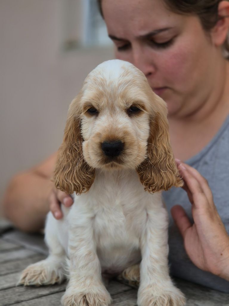 Du domaine des clayeux - Chiots disponibles - Cocker Spaniel Anglais