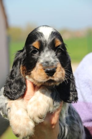 Chiot Cocker Spaniel Anglais Du domaine des clayeux
