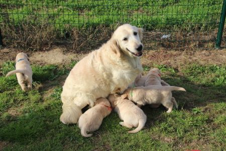 Chiot Golden Retriever Du domaine des clayeux