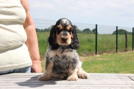 Chiot Cocker Spaniel Anglais Du domaine des clayeux