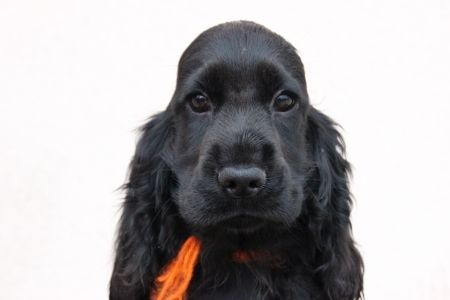 Chiot Cocker Spaniel Anglais Du domaine des clayeux